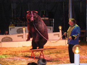 bear in circus | may 2008
