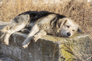 Dog depression. Sad old homeless hungry dog sleeping