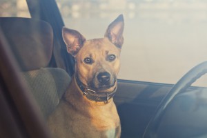 Dog in the car