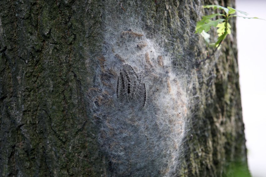 Raupen vom Eichen-Prozessionsspinner