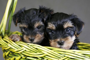 Yorkshire terrier