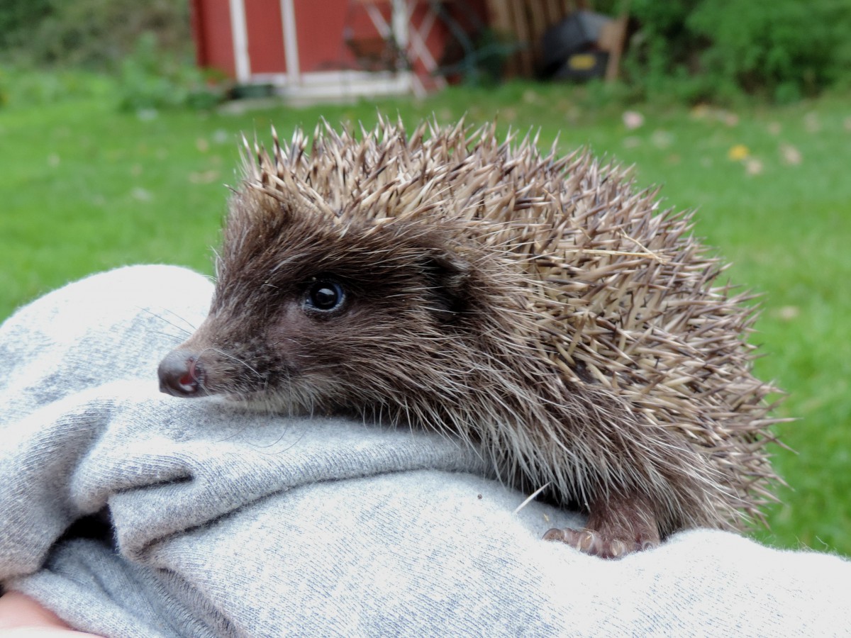 Young hedgehog 2014