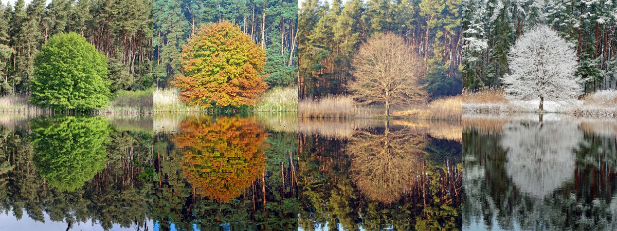 Winterschneebaum_gesamt_Versand