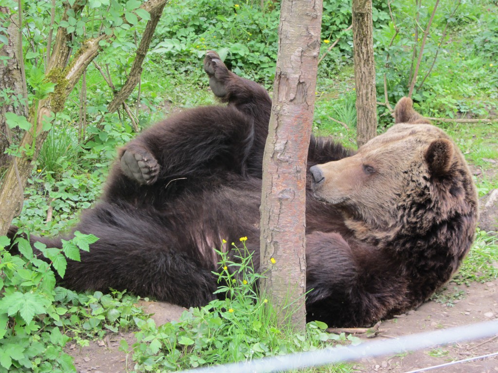 Bear Katja at BSM 2012