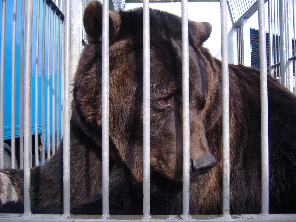 Beispiel-Foto - Ben im Zirkus Alberti, 2014 (c) VIER PFOTEN