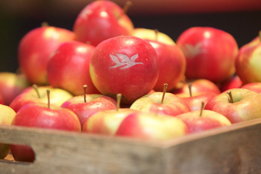 Schlosshotel_Fleesensee_Projekt_Organic