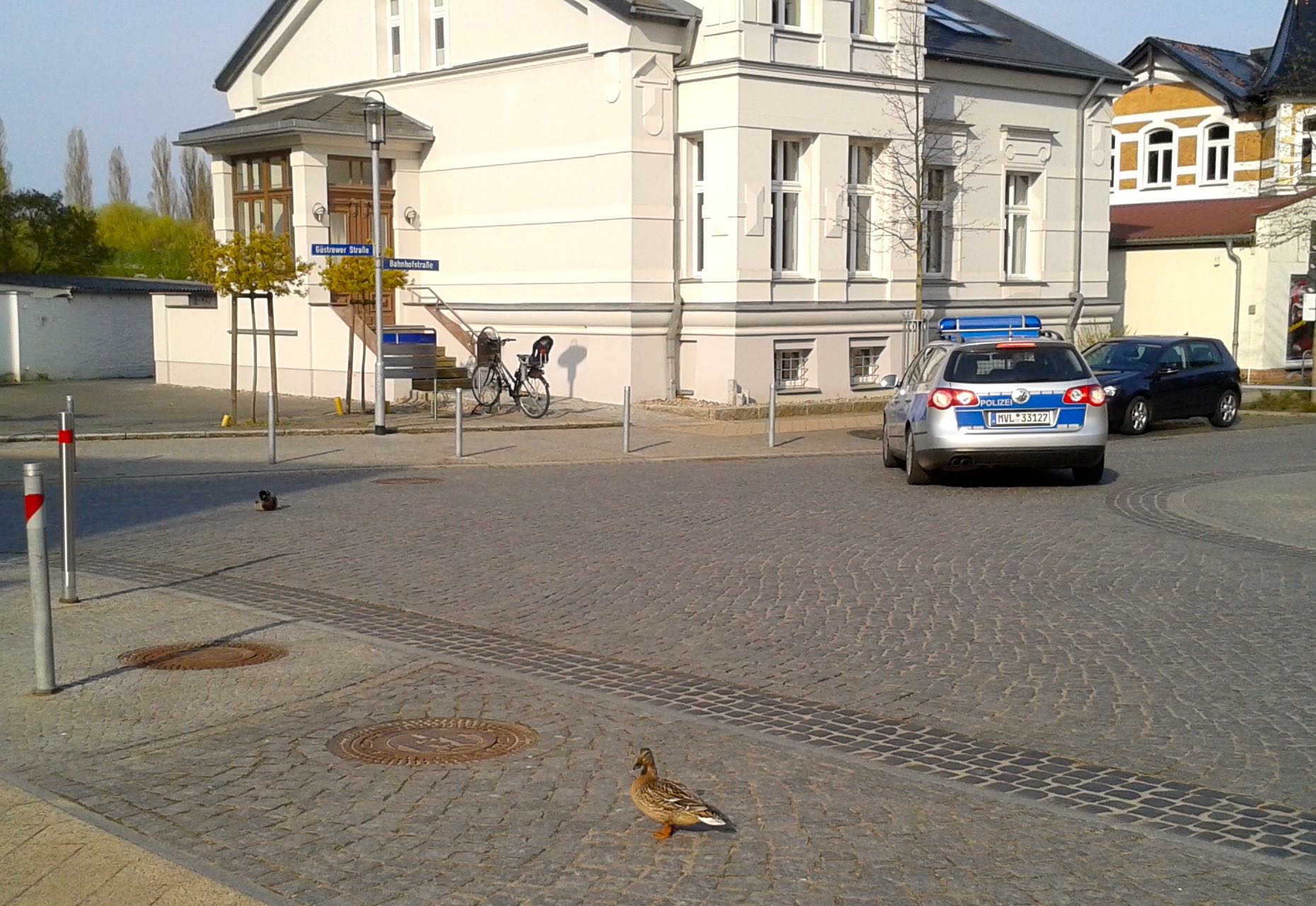 Entenpaar auf Abwegen