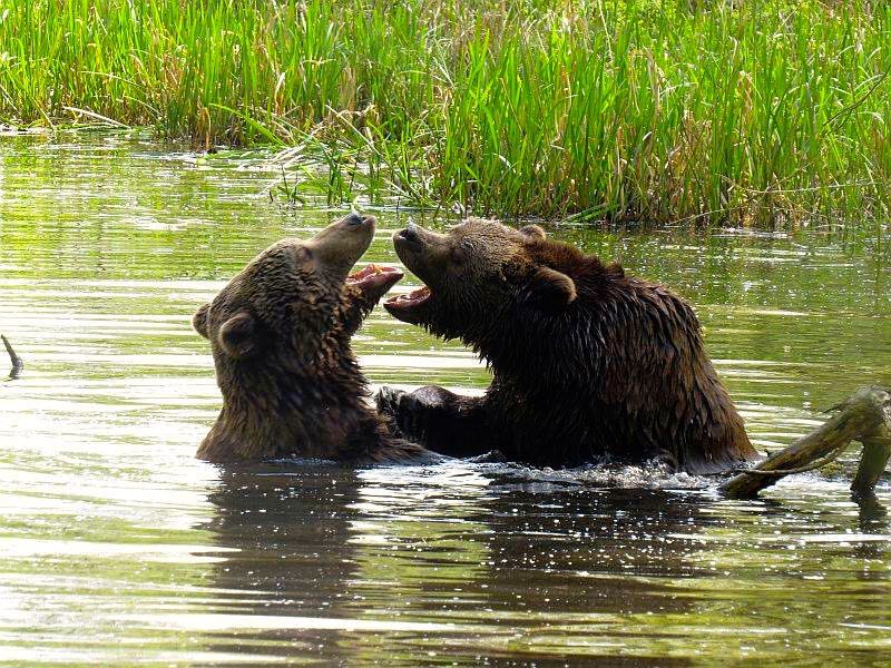 Siggi & Balou at BSM 2016