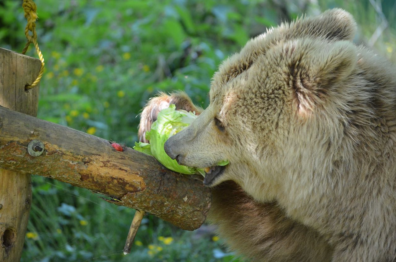Germany, Mueritz | 2015 06 07 | Bear Clara at BEAR SANCTUARY Mueritz.