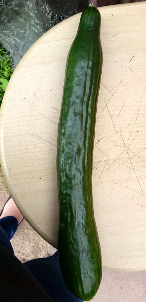 Gurke1