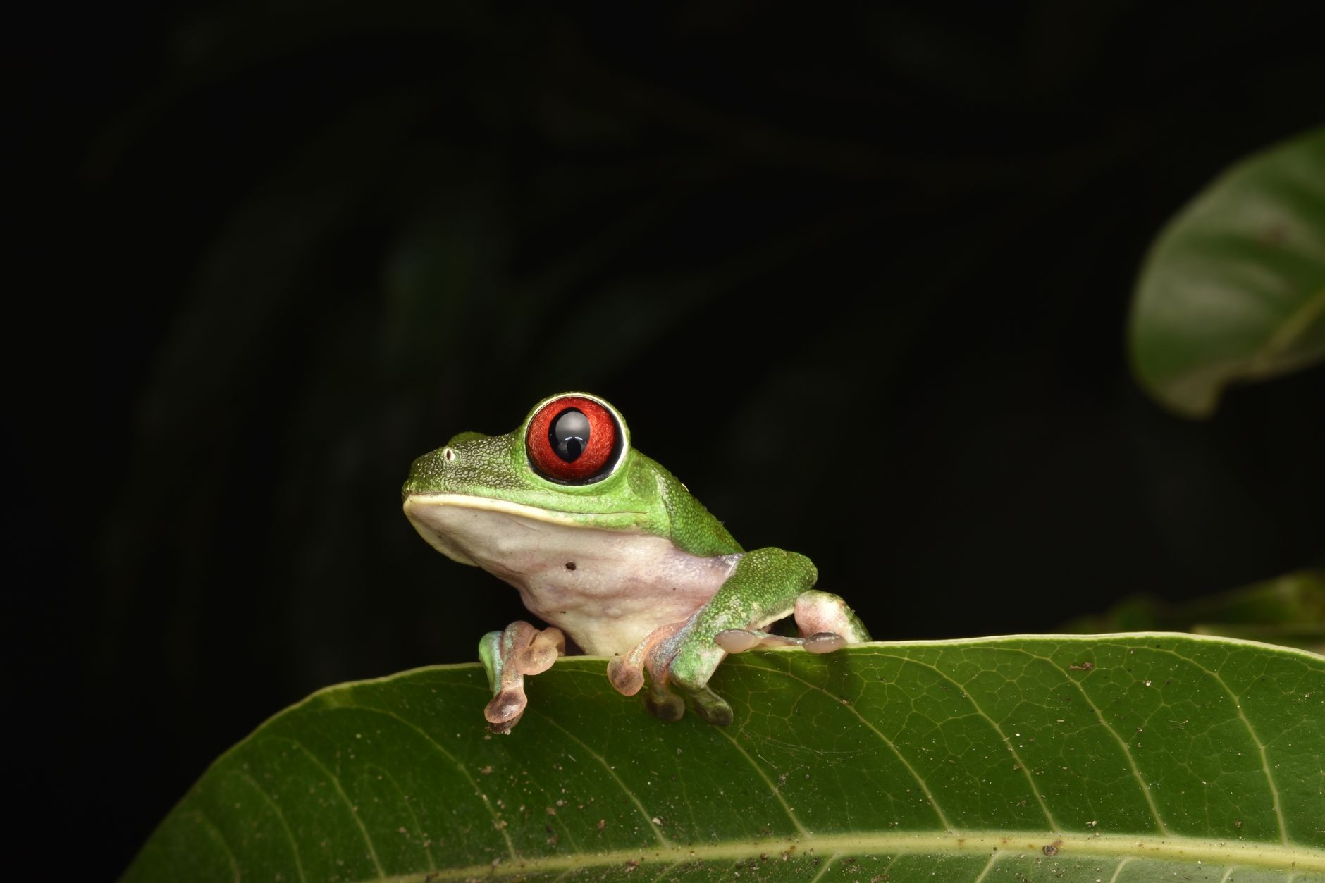 Rejser til Costa Rica og Panama - rejseguide og inspiration