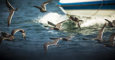 Havfugle over Paracas-bugten