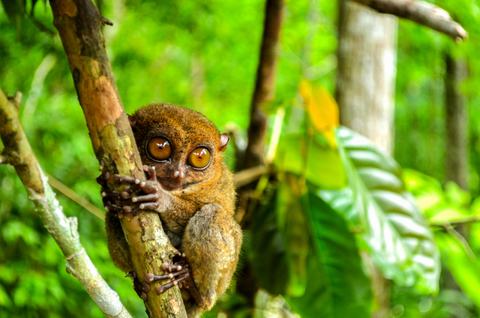 Tarsier på Bohol