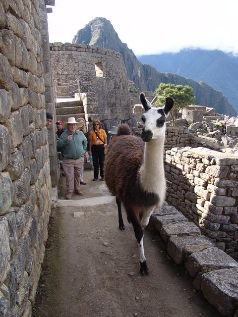 Lama i Machu Picchu