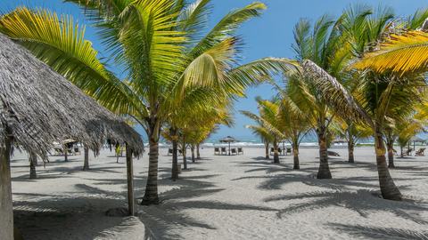 Palmer og stråtag ved stranden