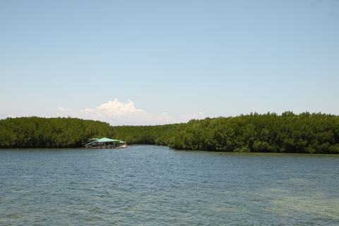 Mangroveskov
