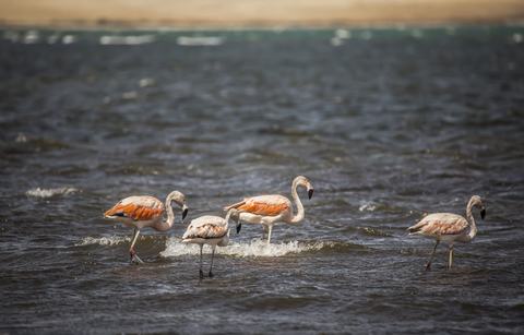 Flamingoer i Paracas-bugten