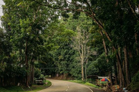 Skoven ved Bilar på Bohol