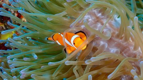 Klovnefisk i anemonen