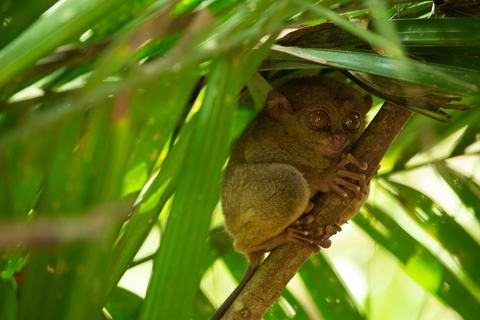 Tarsier på Bohol