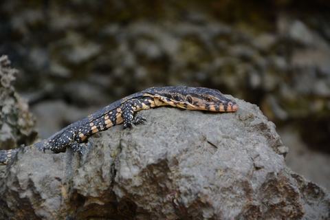 Varan
