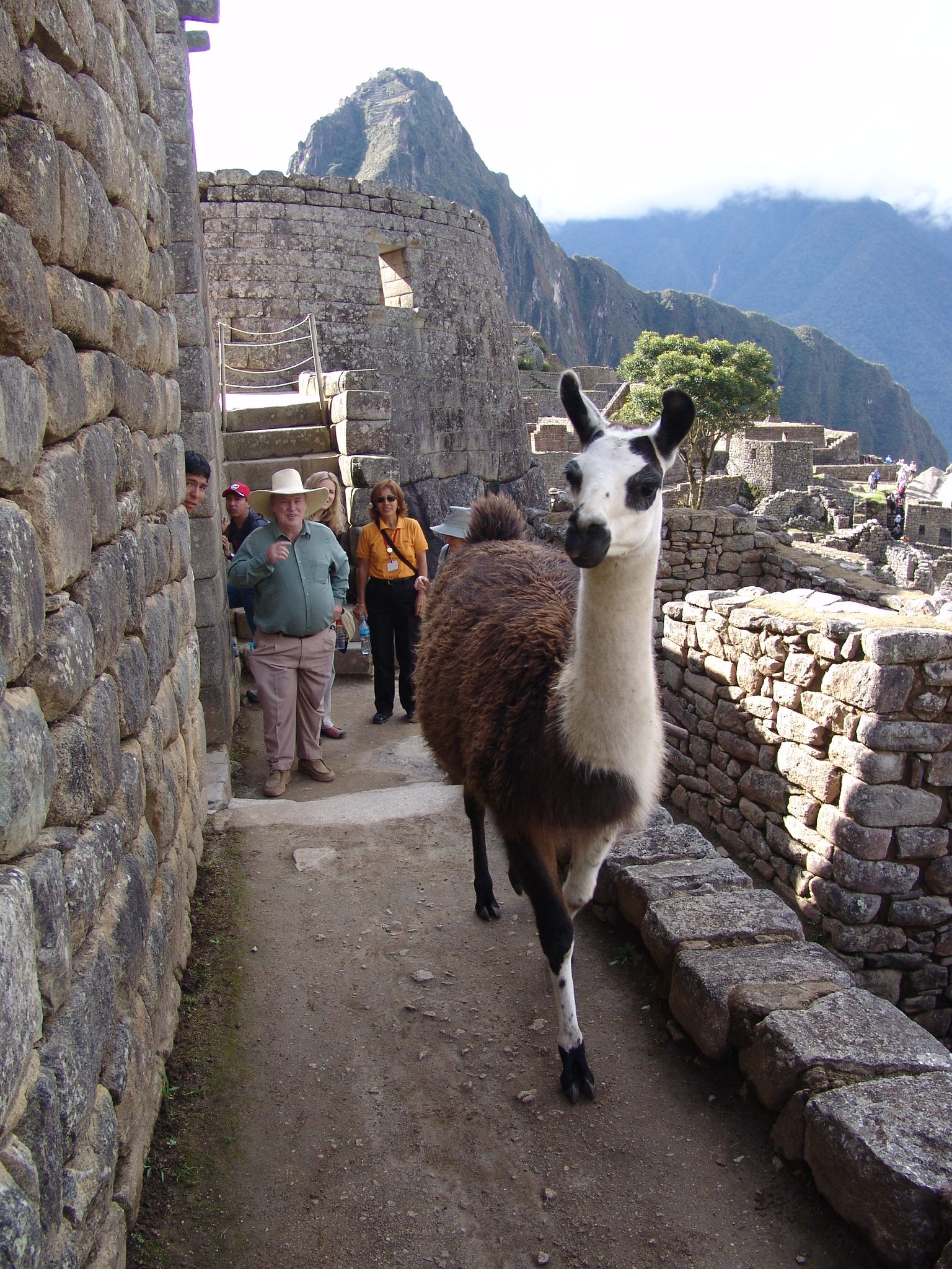 Marokko - Peru og Bolivia - Familierejse til Peru: Lima, Den Hellige Dal og Machu Picchu