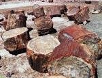 Petrified Forest National Park by Kyle Magnuson