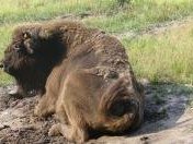 Białowieża Forest by Szucs Tamas