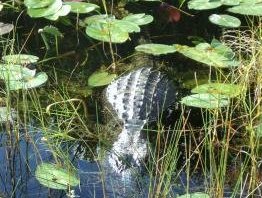 Everglades by Kyle Magnuson