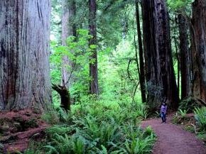 Redwood by Kyle Magnuson