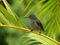 Vallée de Mai by Clyde