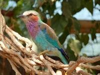 Keoladeo National Park by Clyde