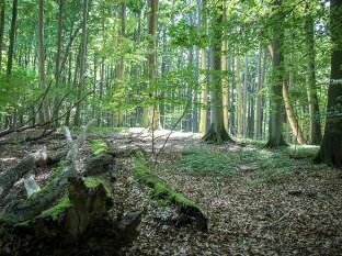 Primeval Beech Forests by Michael Turtle