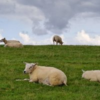 Sheep on the island of Ameland