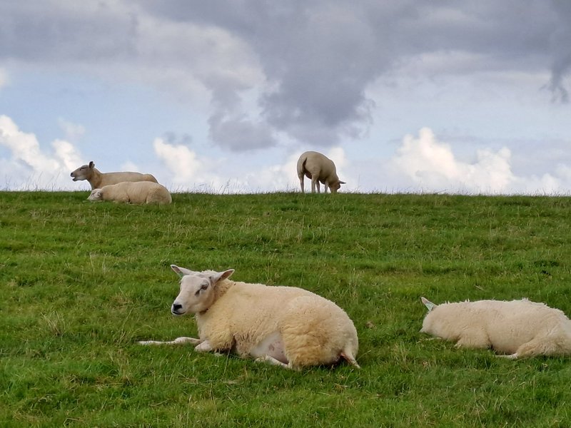 Sheep on the island of Ameland