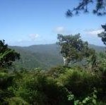 Black River Gorges National Park by Els Slots