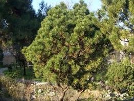 Botanical Garden, Padua by Ian Cade