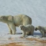 Bulwarked Frontier Fortifications by Anonymous WHS Traveller