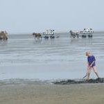Wadden Sea by john booth