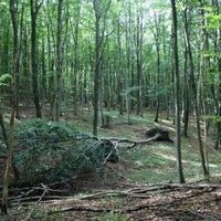 Primeval Beech Forests by Hubert