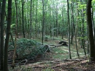 Primeval Beech Forests by Hubert