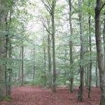 Primeval Beech Forests by Peter Alleblas