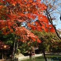 Changdeokgung Palace Complex by Ian Cade