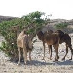 Land of Frankincense by john booth