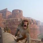 Agra Fort by Clyde