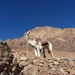 Saint Catherine Area by Clyde