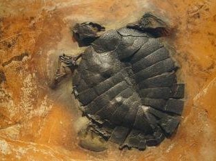 Messel Pit by Hubert