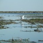 Danube Delta by john booth