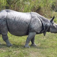 Kaziranga National Park by Solivagant
