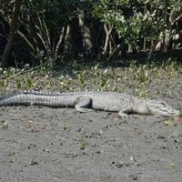 Sundarbans National Park by Solivagant